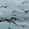Abird