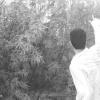 whitescene