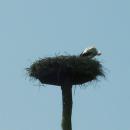 Los Fusion Matadores