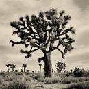 joshuatree