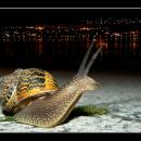 nocturno