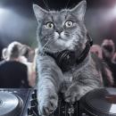 Catnos