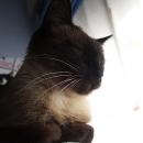noiseofdreams