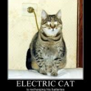 electric cat