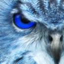 first blue owl