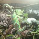 Adrian Cabañas Ocio