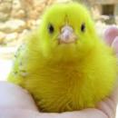 Antonio López Molina