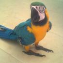 Son Musicas Cristianas