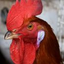 Jose Andres Rubio Idañez