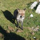 Honorino García Fernández