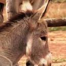 Enrique Pino Mancero