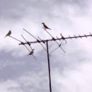 Antenas