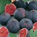 Eugenio De La Rosa Rodríguez