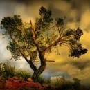 TREE!