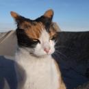 Guillermo Peace Rivers