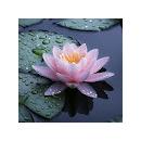 Евеліна Марущак