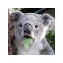 Антон Чубрик