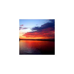 dmg_trp