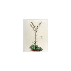 sempervivum