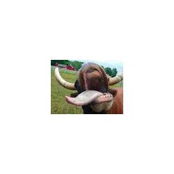 vaca_loca