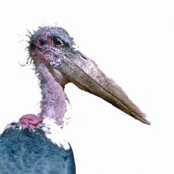 erbistec