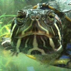 tortugapimienta