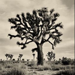joshuatree