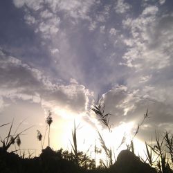 druizx