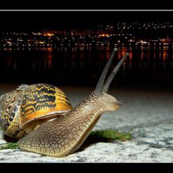 nocturno