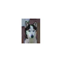 celayeta033