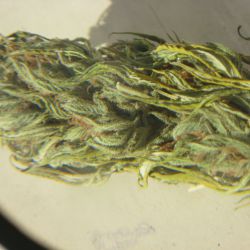 jack-herer