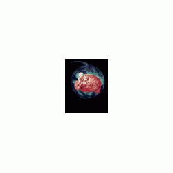 brainvocoder