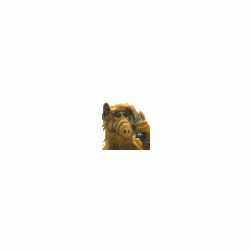 hamster