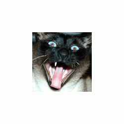 alterego