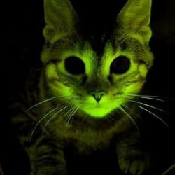caoticoman