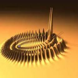 trilobites